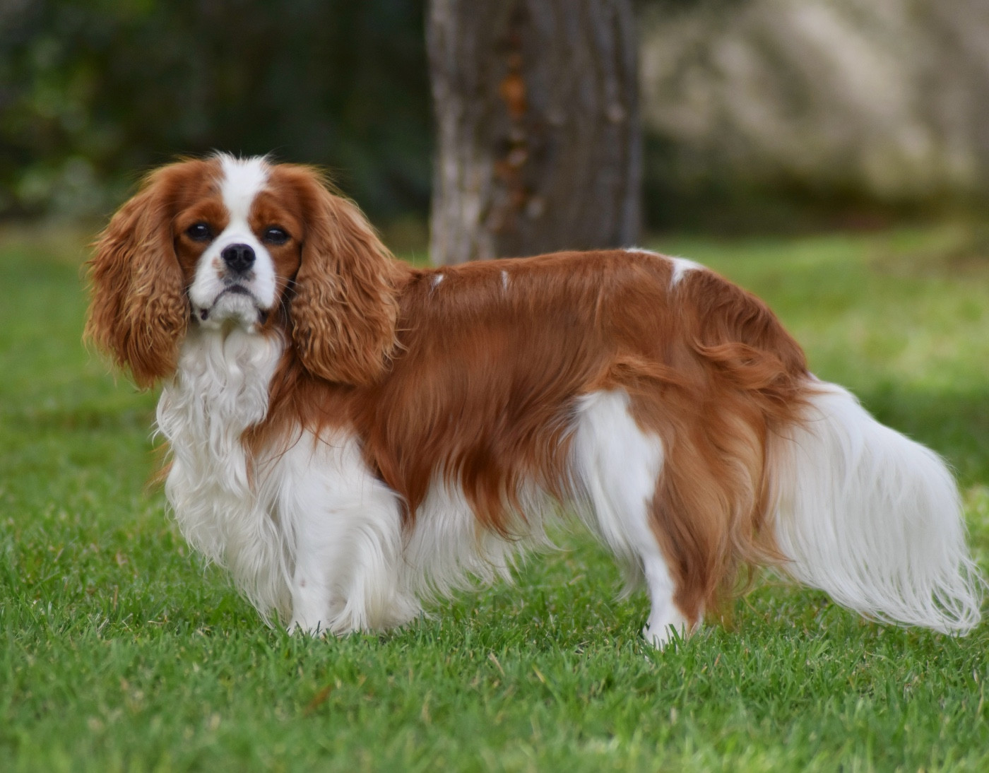 Valhyo Des Echos De Lys