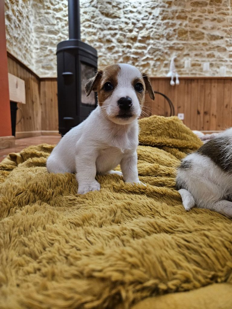 Chiot Jack Russel 3 Mois