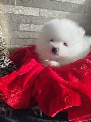 Les chiots de Spitz allemand