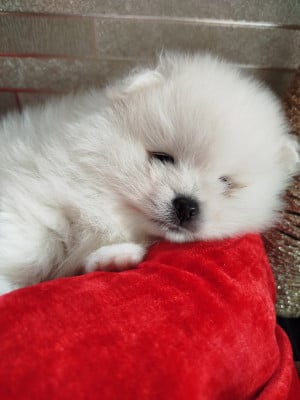 Les chiots de Spitz allemand