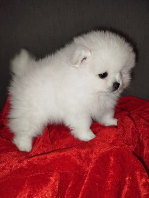 Les chiots de Spitz allemand