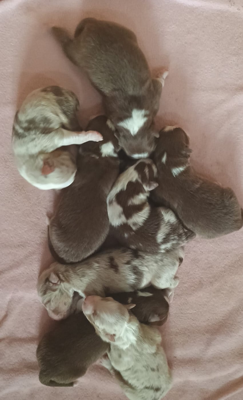 Chiot N°1 - Berger Australien