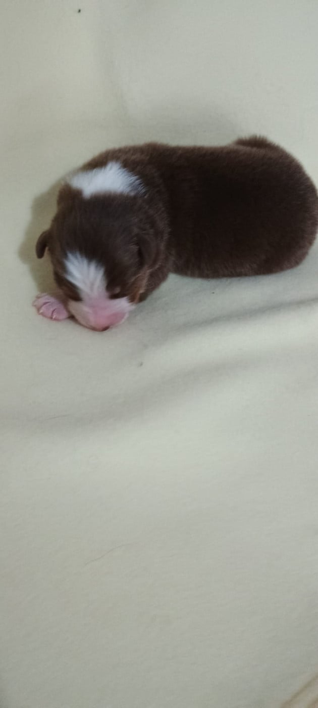 Chiot N°1