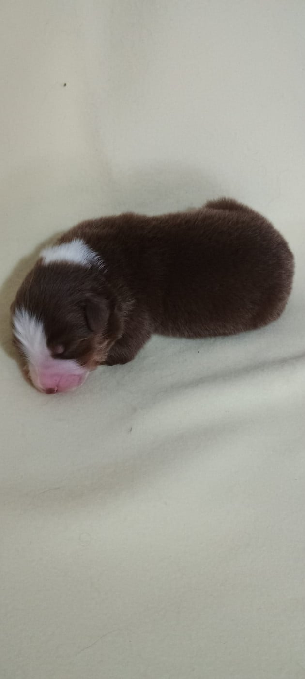 Chiot N°1