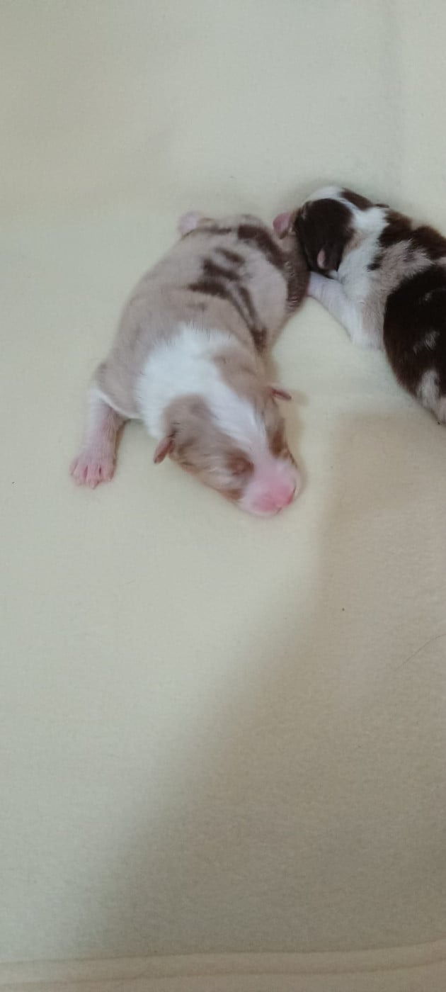 Chiot N°2