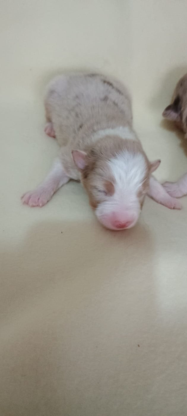 Chiot N°2