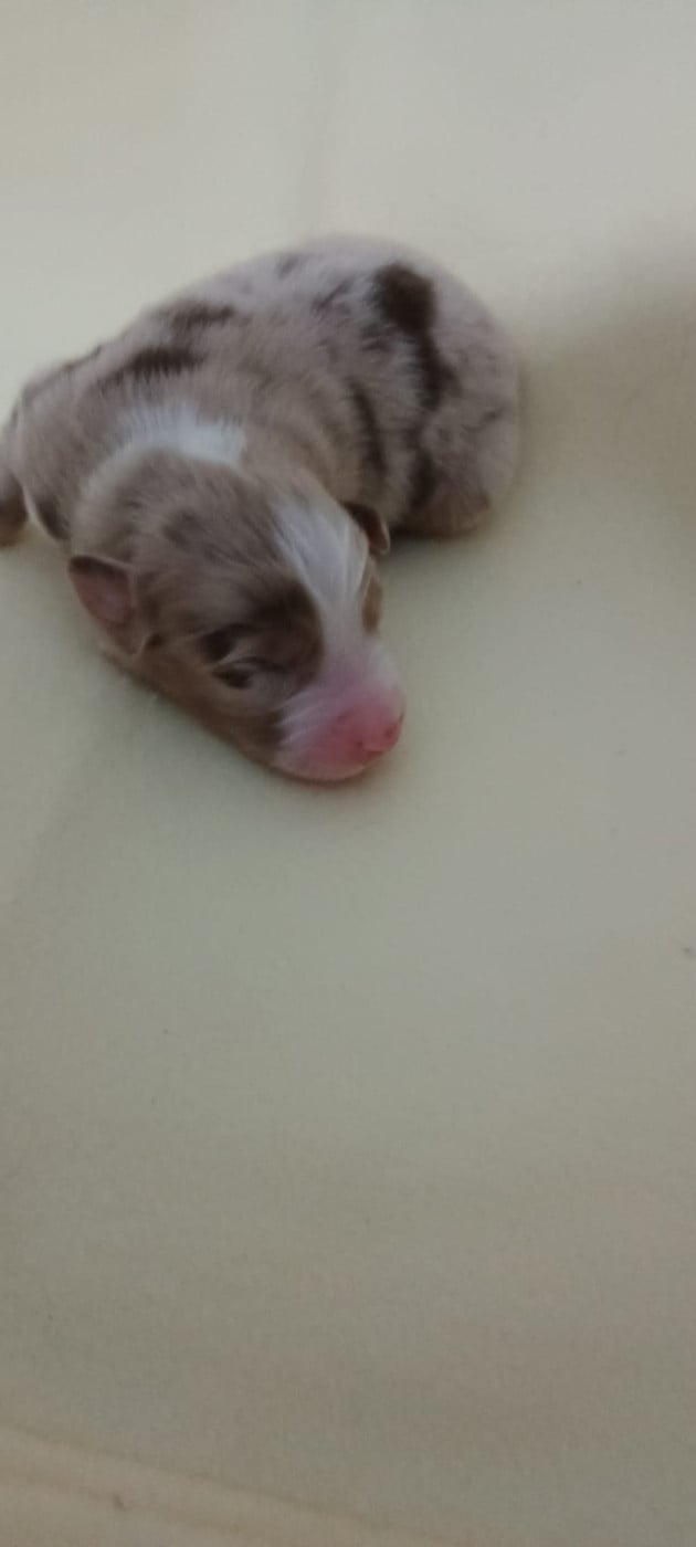 Chiot N°3