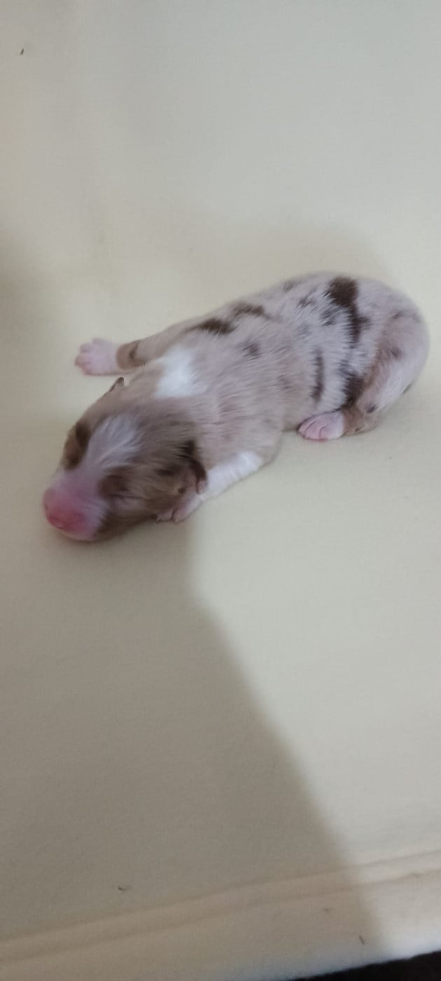 Chiot N°3