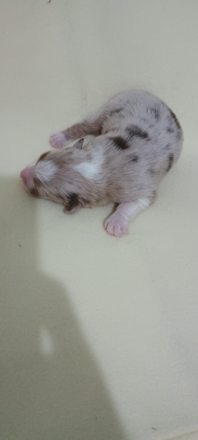 Chiot N°3