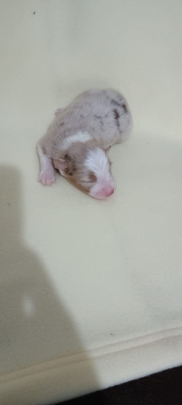 Chiot N°4
