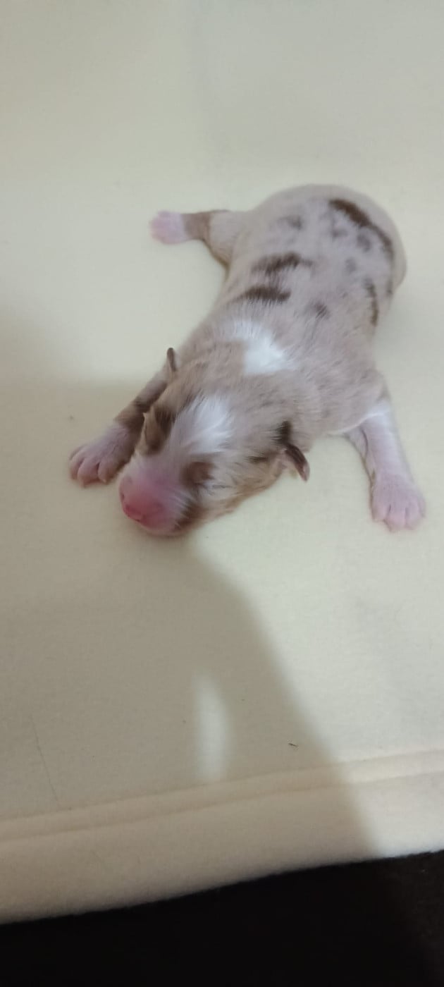 Chiot N°4
