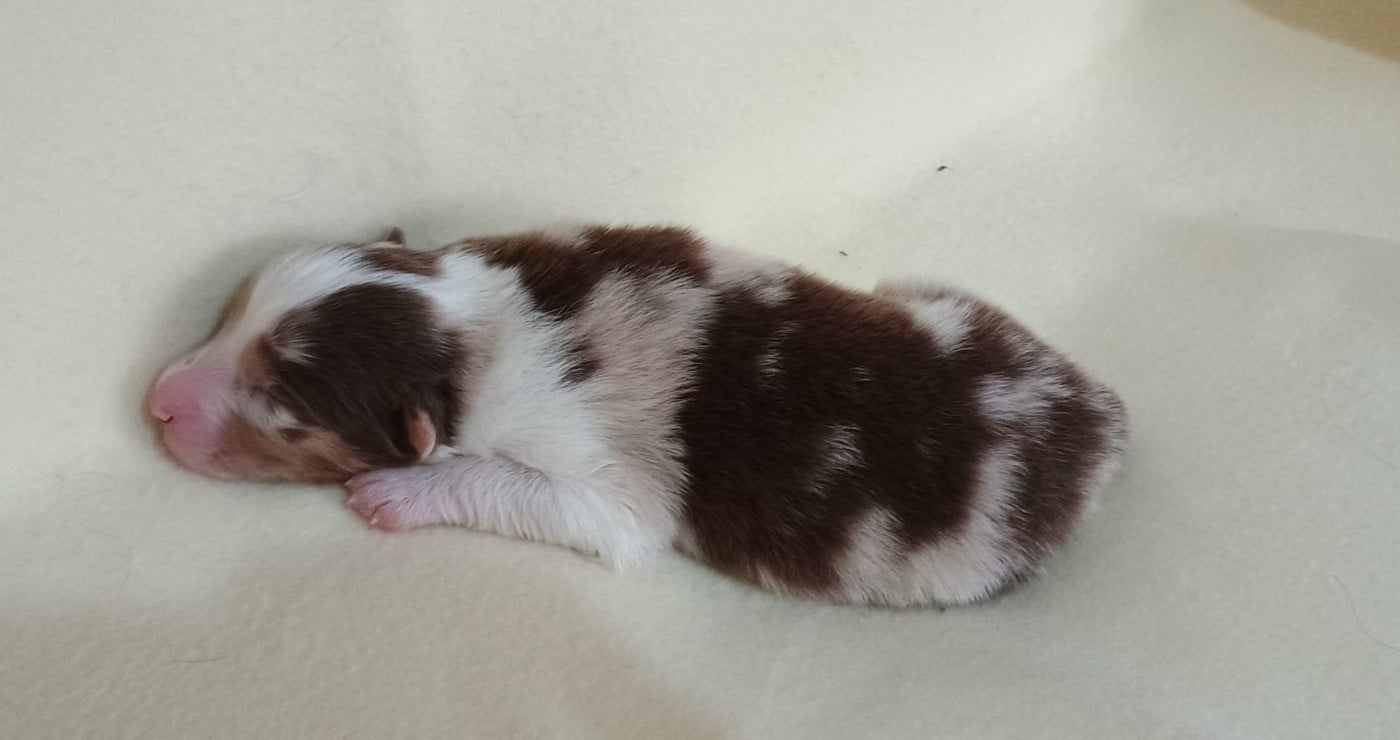 Chiot N°5
