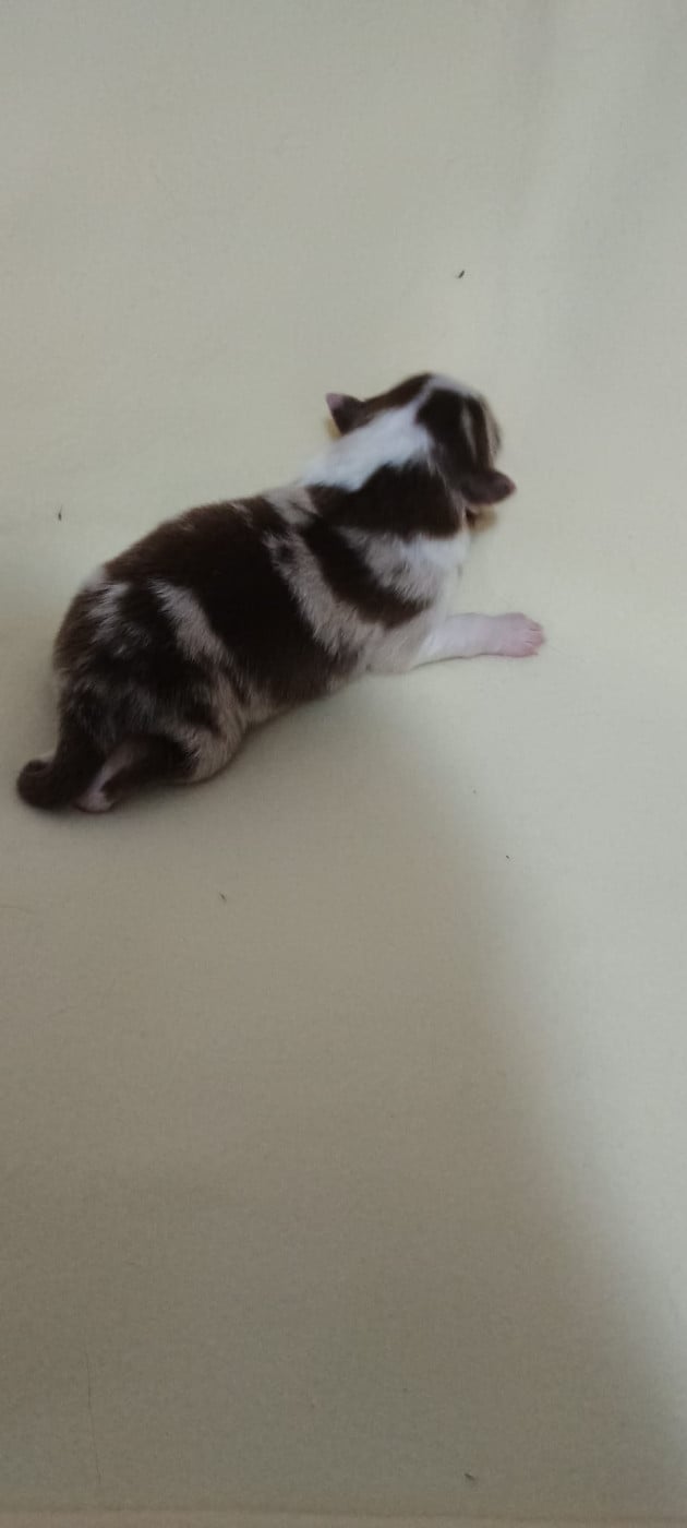Chiot N°5