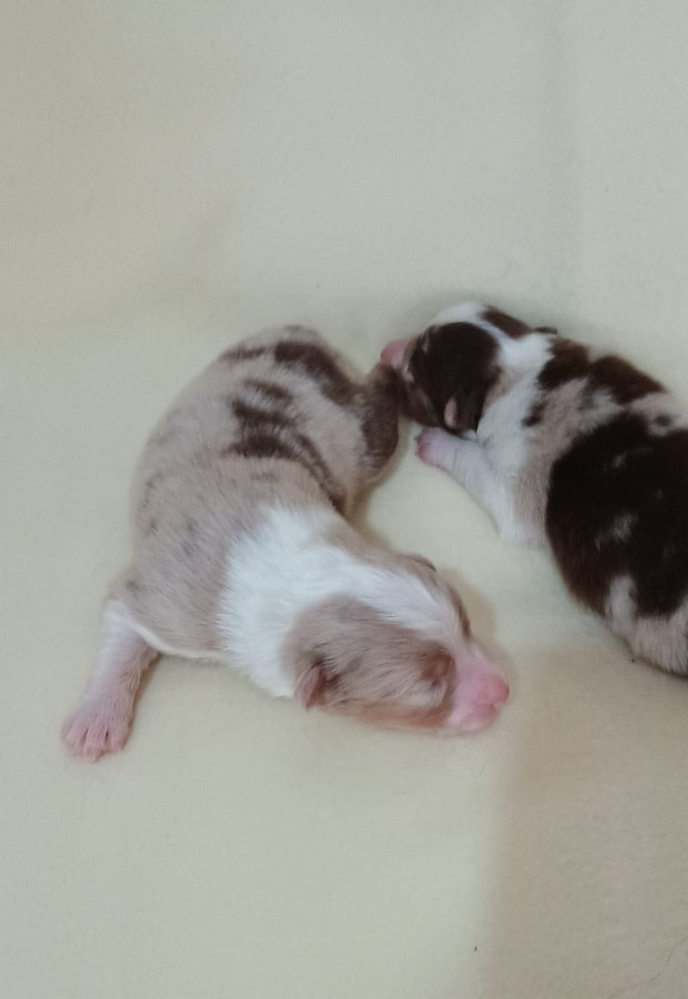 Chiot N°5