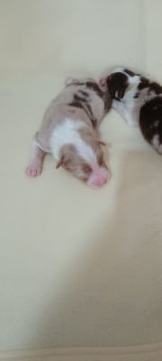 Les chiots de Berger Australien