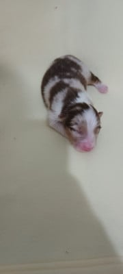 Les chiots de Berger Australien