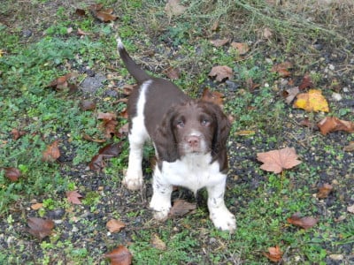 Les chiots de English Springer Spaniel