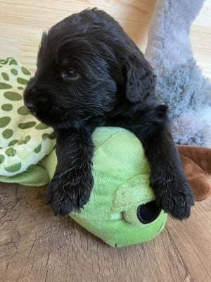 Les chiots de Berger de Brie