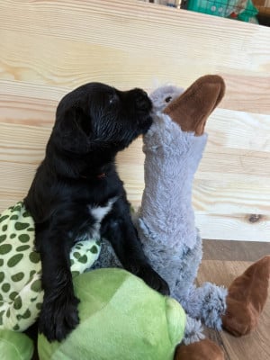 Les chiots de Berger de Brie