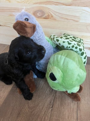 Les chiots de Berger de Brie