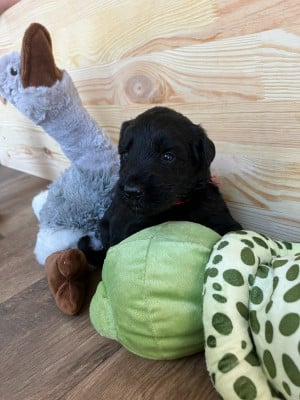 Les chiots de Berger de Brie