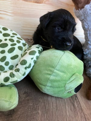 Les chiots de Berger de Brie