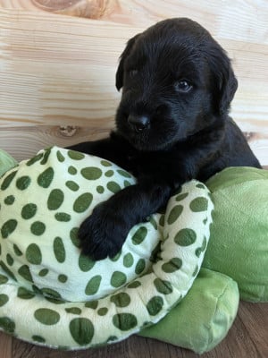 Les chiots de Berger de Brie