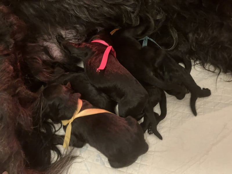 Berger de Brie - Des Feuilles Bleues