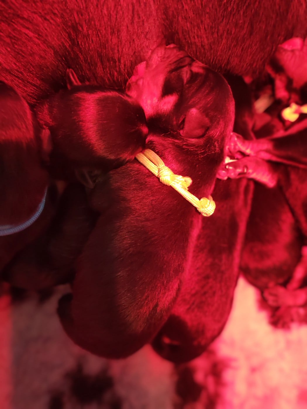 CHIOT 6 - Rottweiler