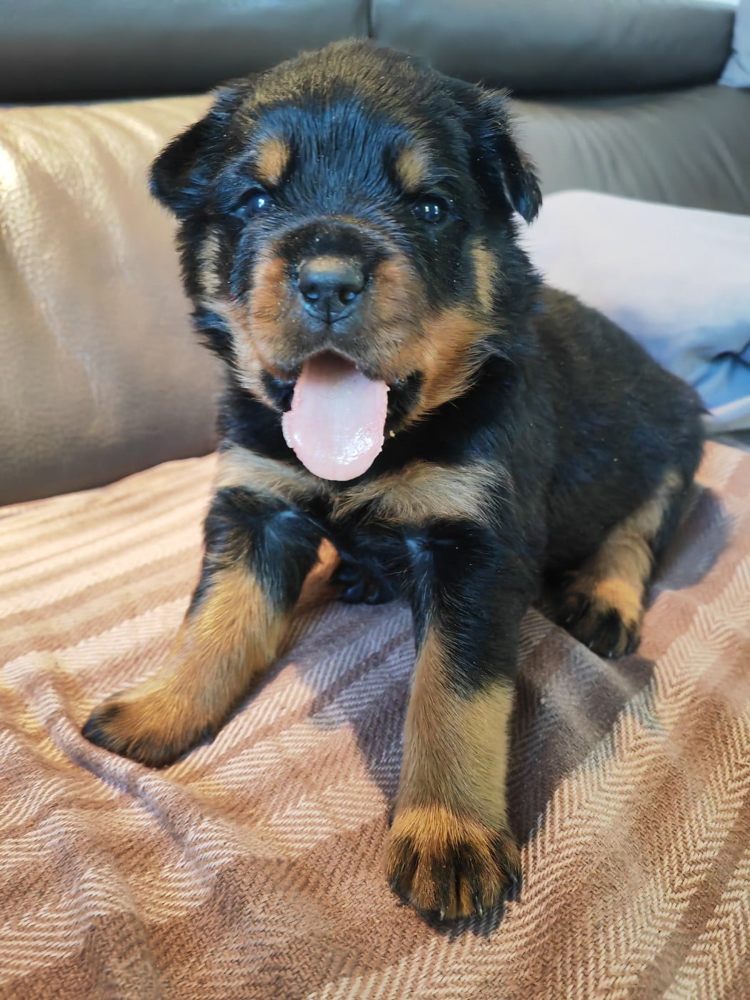 Rottweiler - Der Wachter Von Vesta