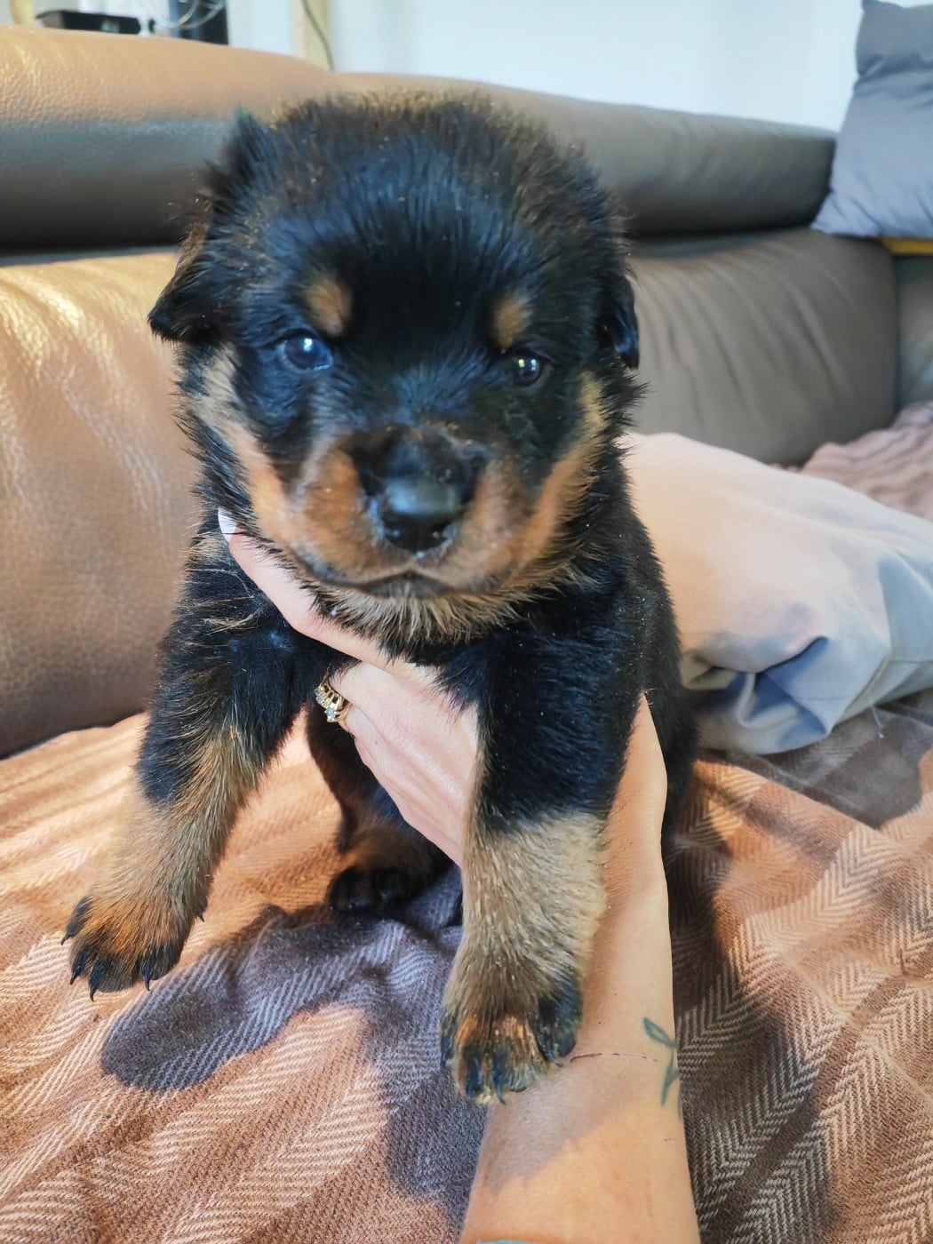 Rottweiler - Der Wachter Von Vesta