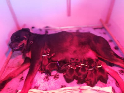 Les chiots de Rottweiler
