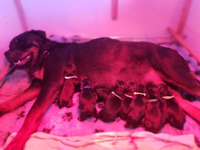 Les chiots de Rottweiler