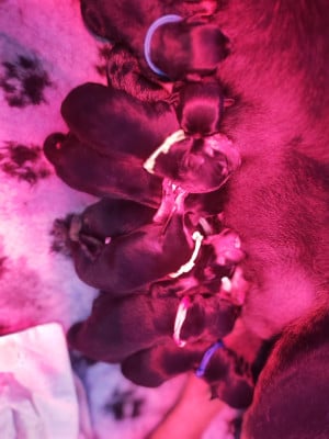 Les chiots de Rottweiler