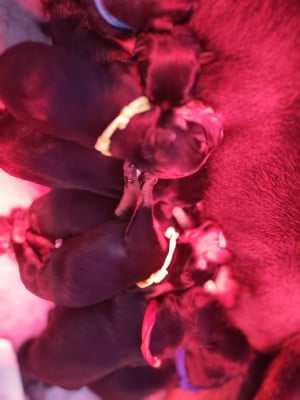 Les chiots de Rottweiler