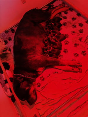 Les chiots de Rottweiler