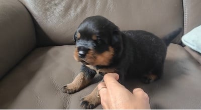 Les chiots de Rottweiler