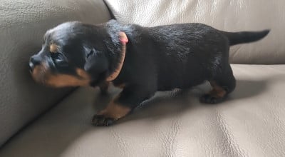 Les chiots de Rottweiler