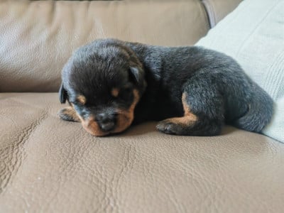Les chiots de Rottweiler