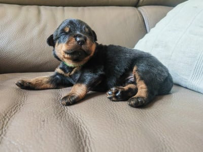 Les chiots de Rottweiler
