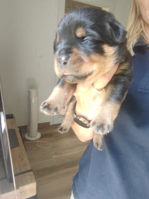 Les chiots de Rottweiler