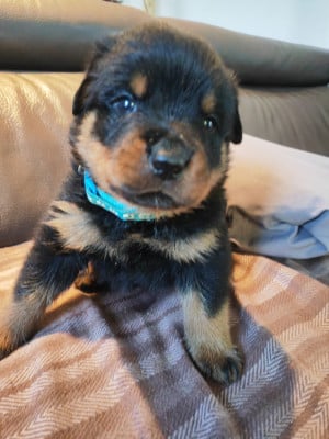 Les chiots de Rottweiler