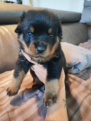 Les chiots de Rottweiler