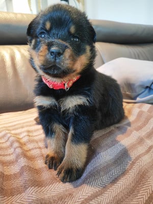 Les chiots de Rottweiler