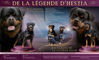 CHIOT 1 - Rottweiler