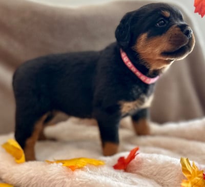 Les chiots de Rottweiler