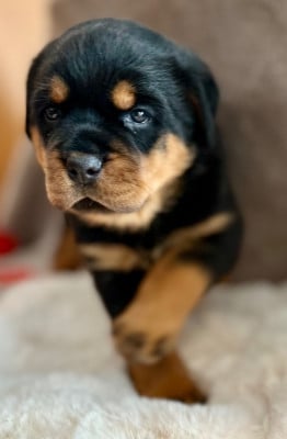 Les chiots de Rottweiler