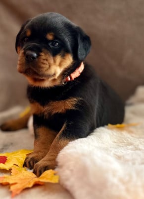 Les chiots de Rottweiler