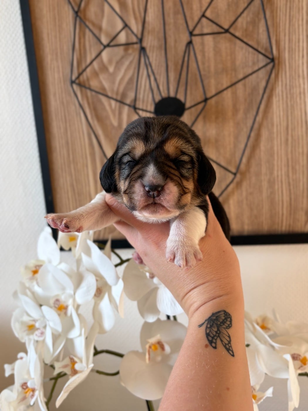 Femelle collier violet