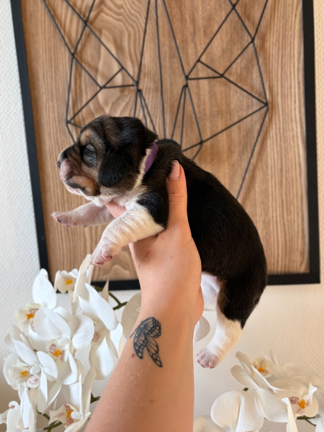 Femelle collier violet